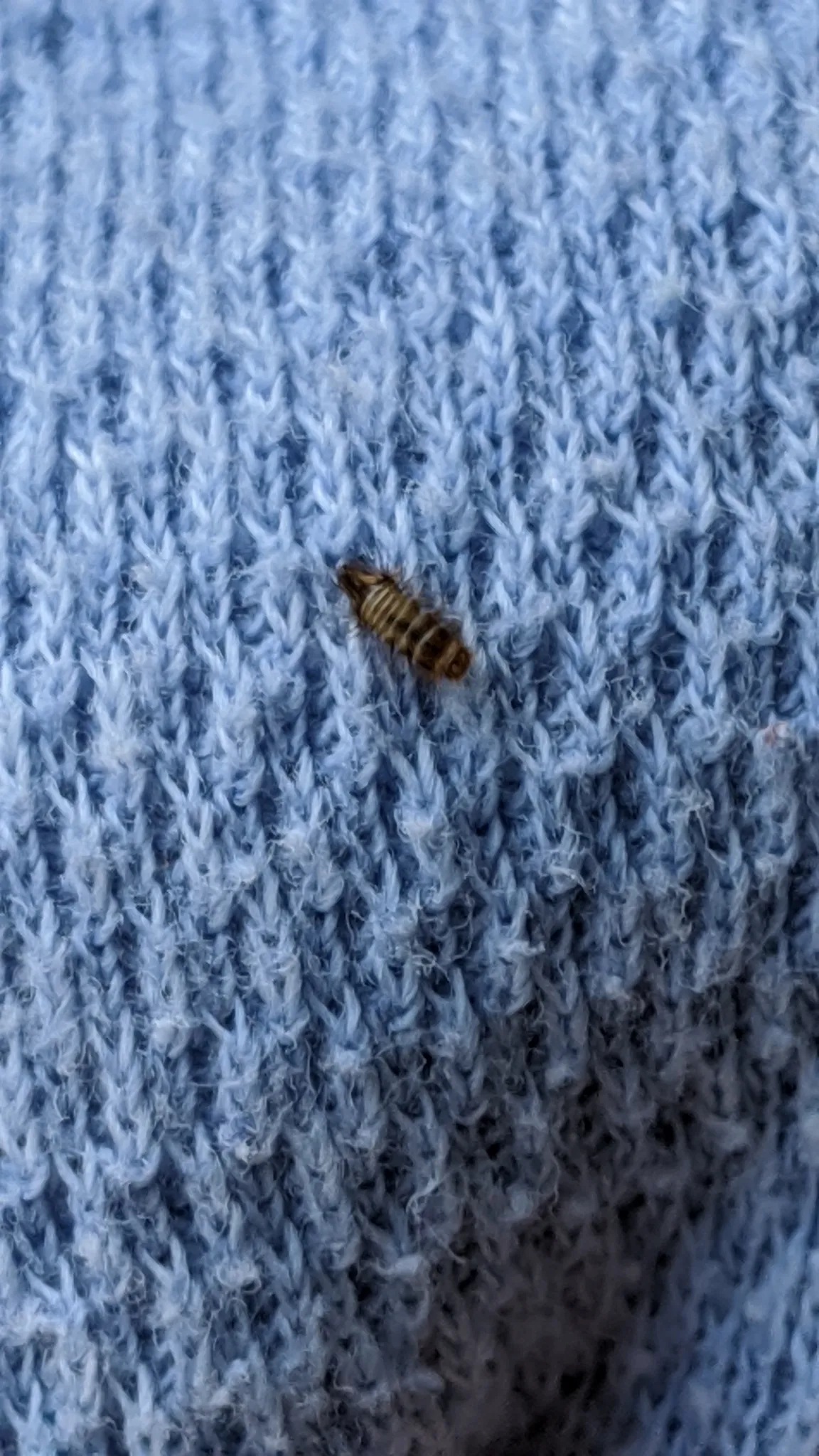 A small, banded, bristly carpet beetle larva on light-blue knitted fabric