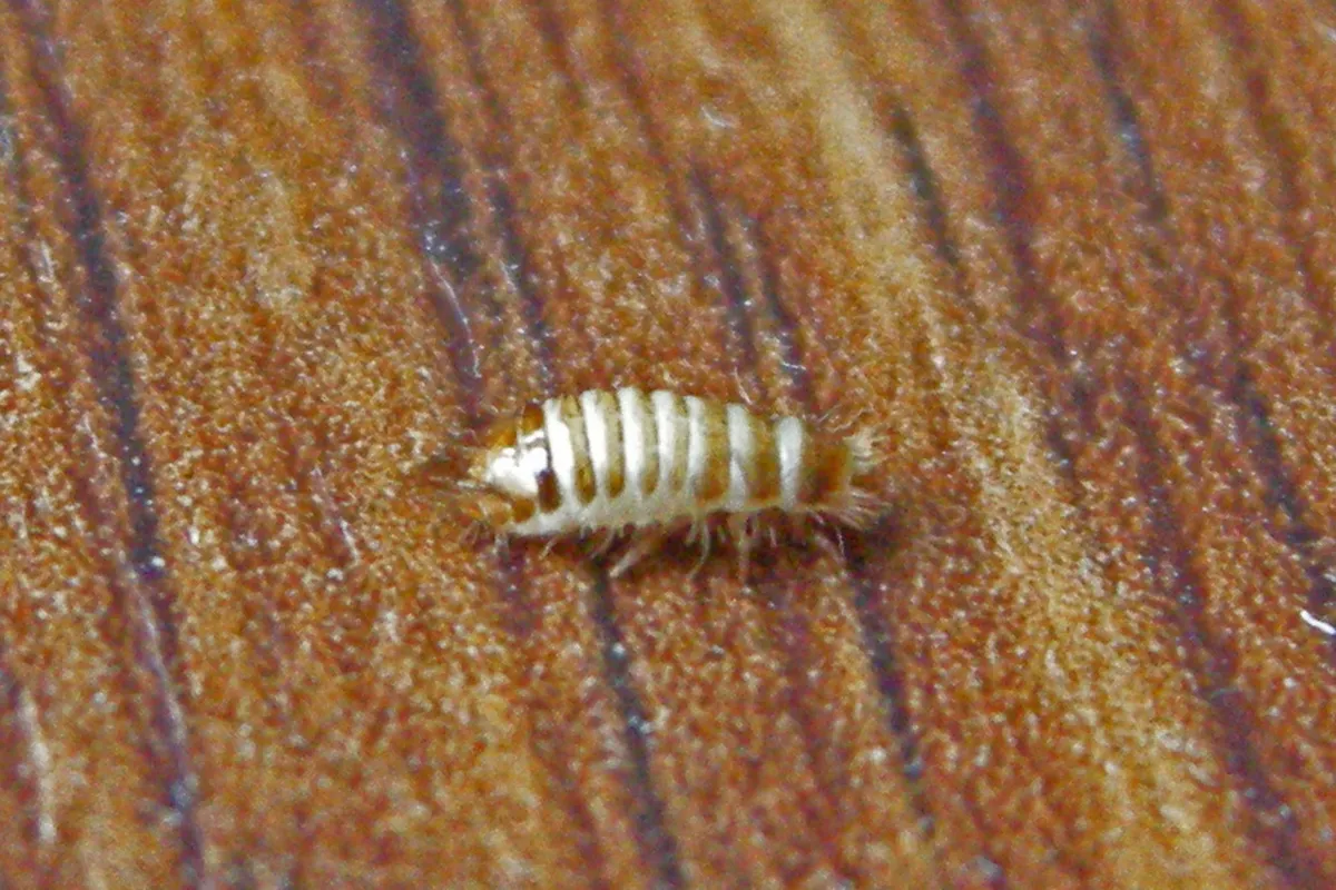 A pale carpet beetle larva banded with brown, with short bristles and a tuft of hairs at the tail end, on a reddish wood-grain floor