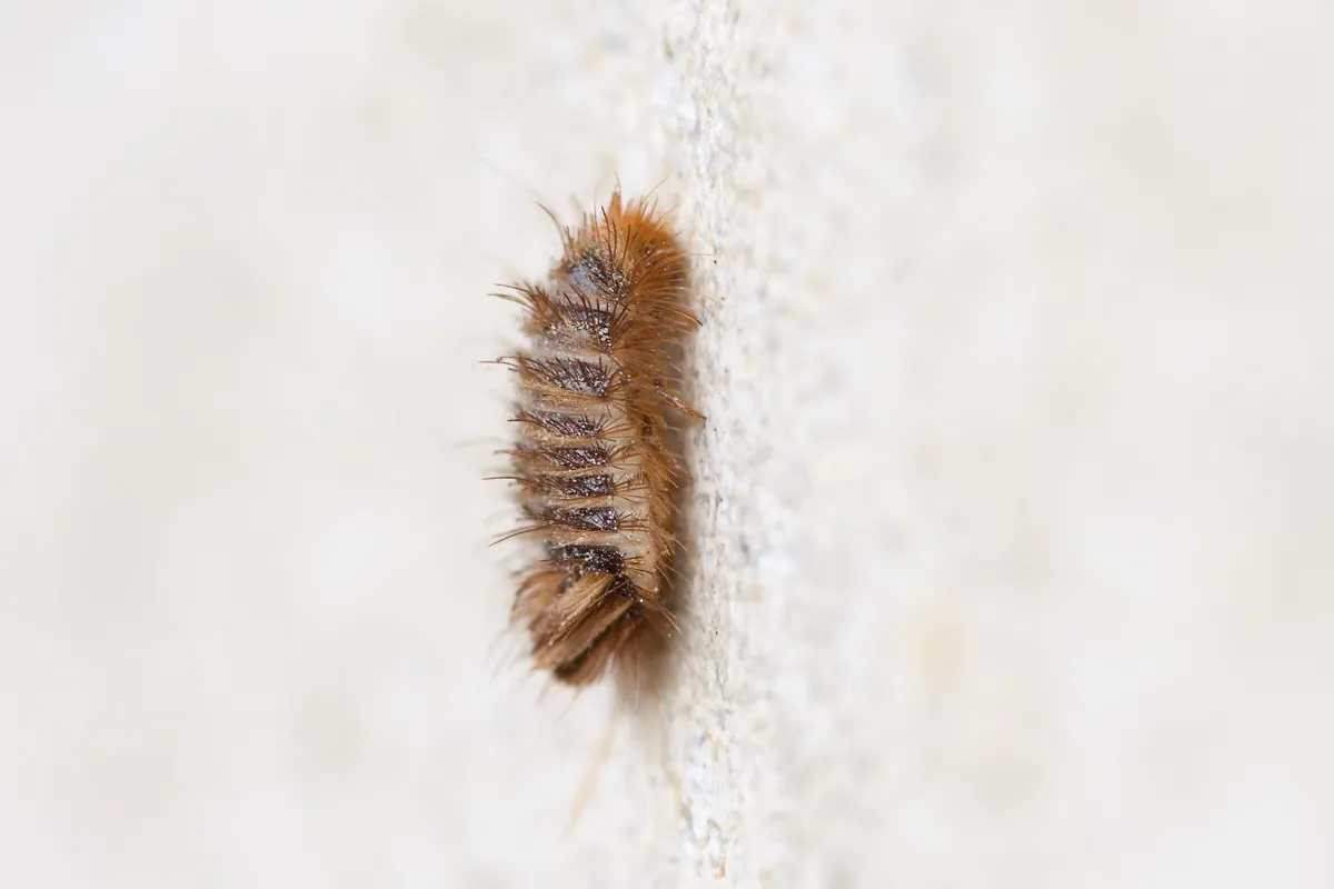 Carpet beetle larva clinging to a pale surface, seen from the side: a short, plump body banded dark and light brown and bristling with long golden hairs