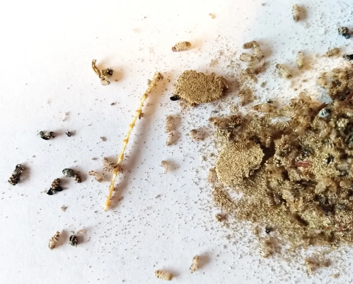 Dozens of pale, banded carpet beetle larval skins, heaps of powdery tan droppings and a few mottled adult beetles scattered on white paper
