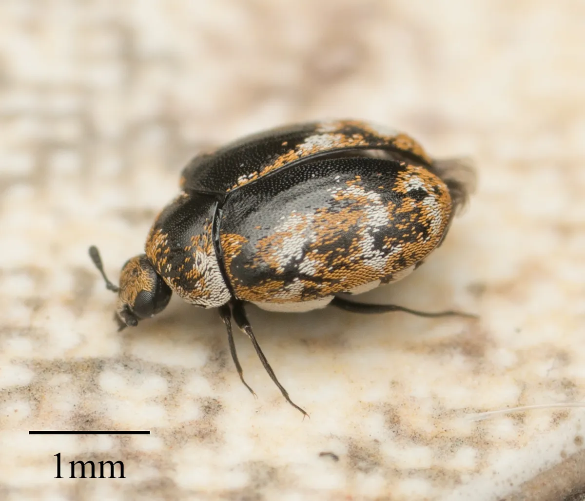 Adult varied carpet beetle seen from the side beside a one-millimeter scale bar: a small, rounded black beetle patterned with white and orange-brown scales