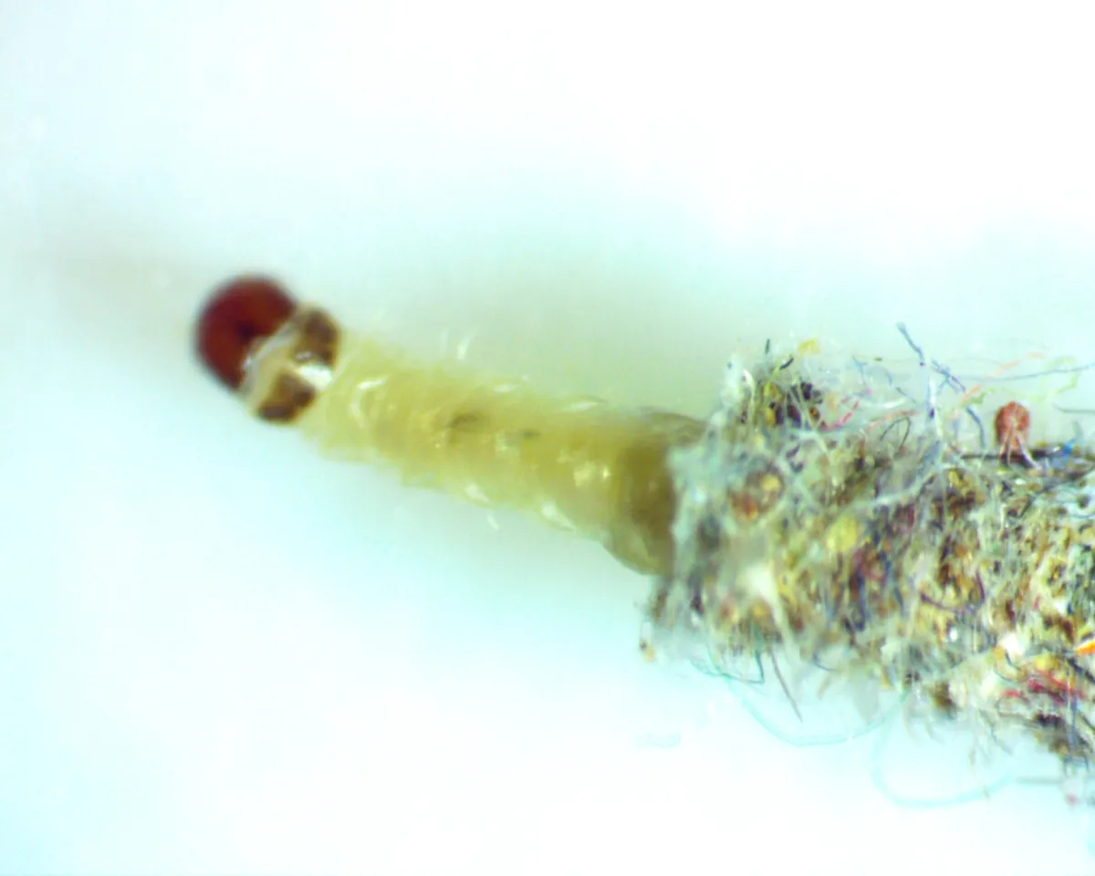 Casemaking clothes moth larva magnified on a white surface: a pale, smooth body with a dark reddish head, its rear end inside a case covered in colored fibers