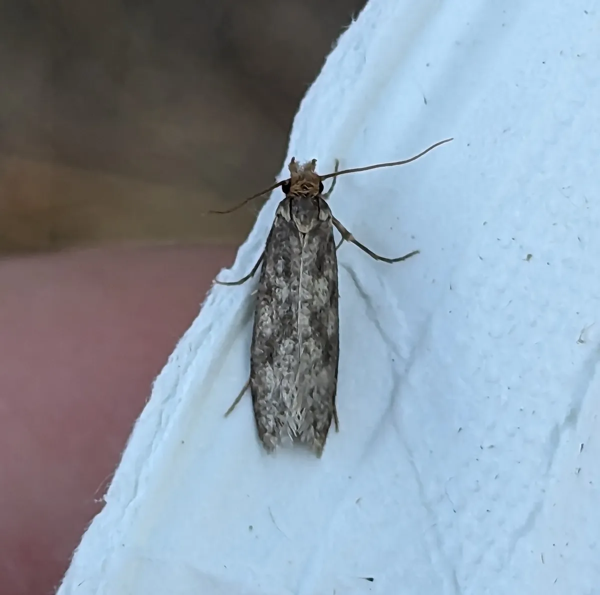 Casemaking clothes moth, an adult with narrow gray-brown speckled wings and a tuft of tawny hair on its head, resting on a white tissue