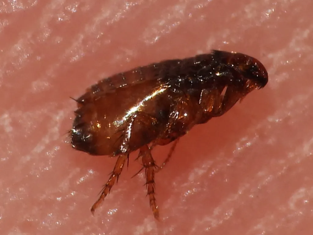 Cat flea seen from the side on the ridged skin of a fingertip