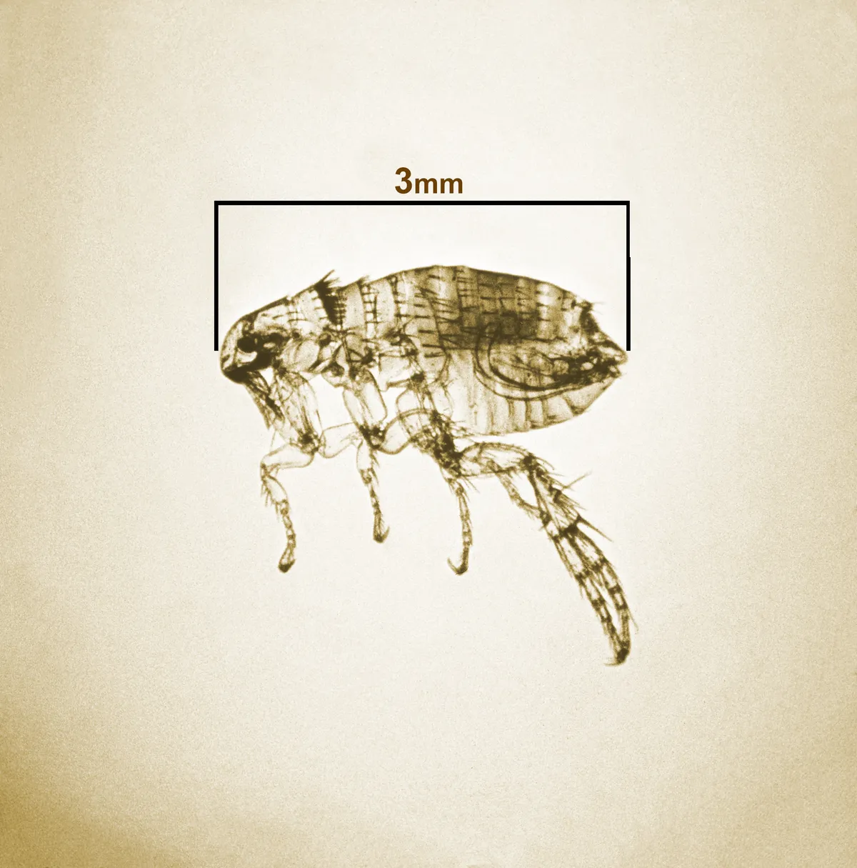 Magnified side view of a cat flea, an amber, see-through insect with an oval body, spiny legs and long hind legs, under a 3 mm scale bar