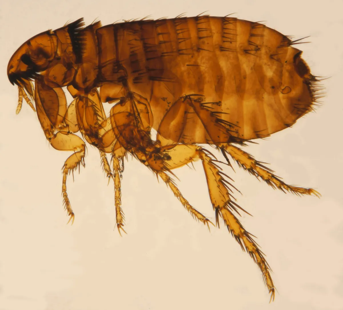 Female cat flea seen from the side under magnification: a reddish-brown, armored body lined with bristles, dark spines near the head and long, spiny legs