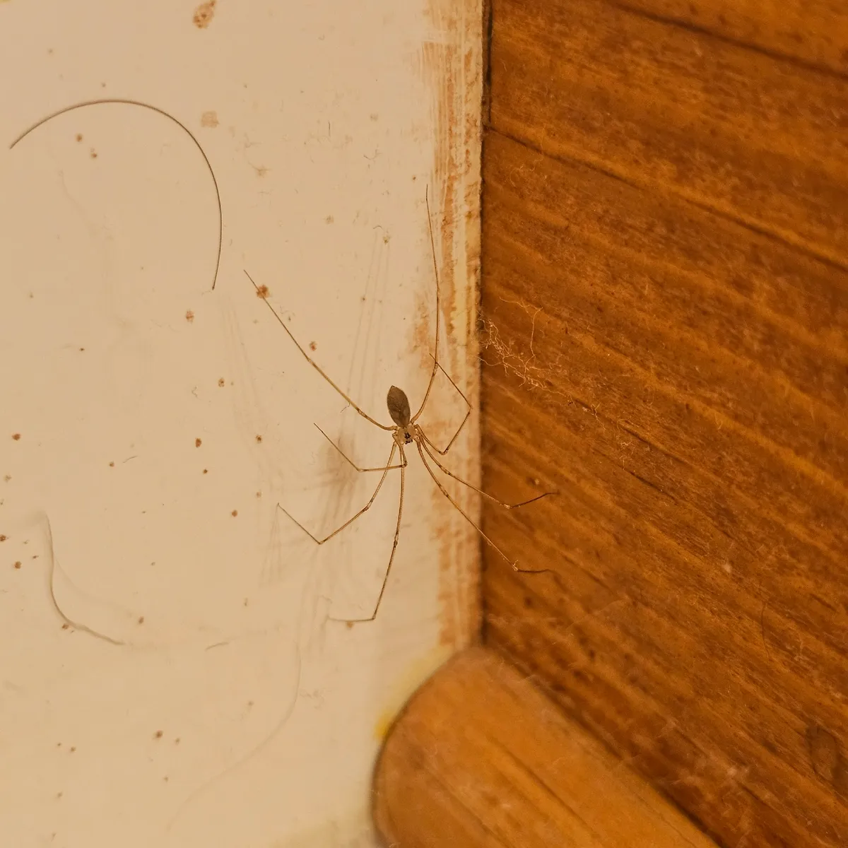 Pale cellar spider with a small, dark oval body and very long, thin legs in a corner where a white surface meets dark wood trim, with wisps of web at the joint