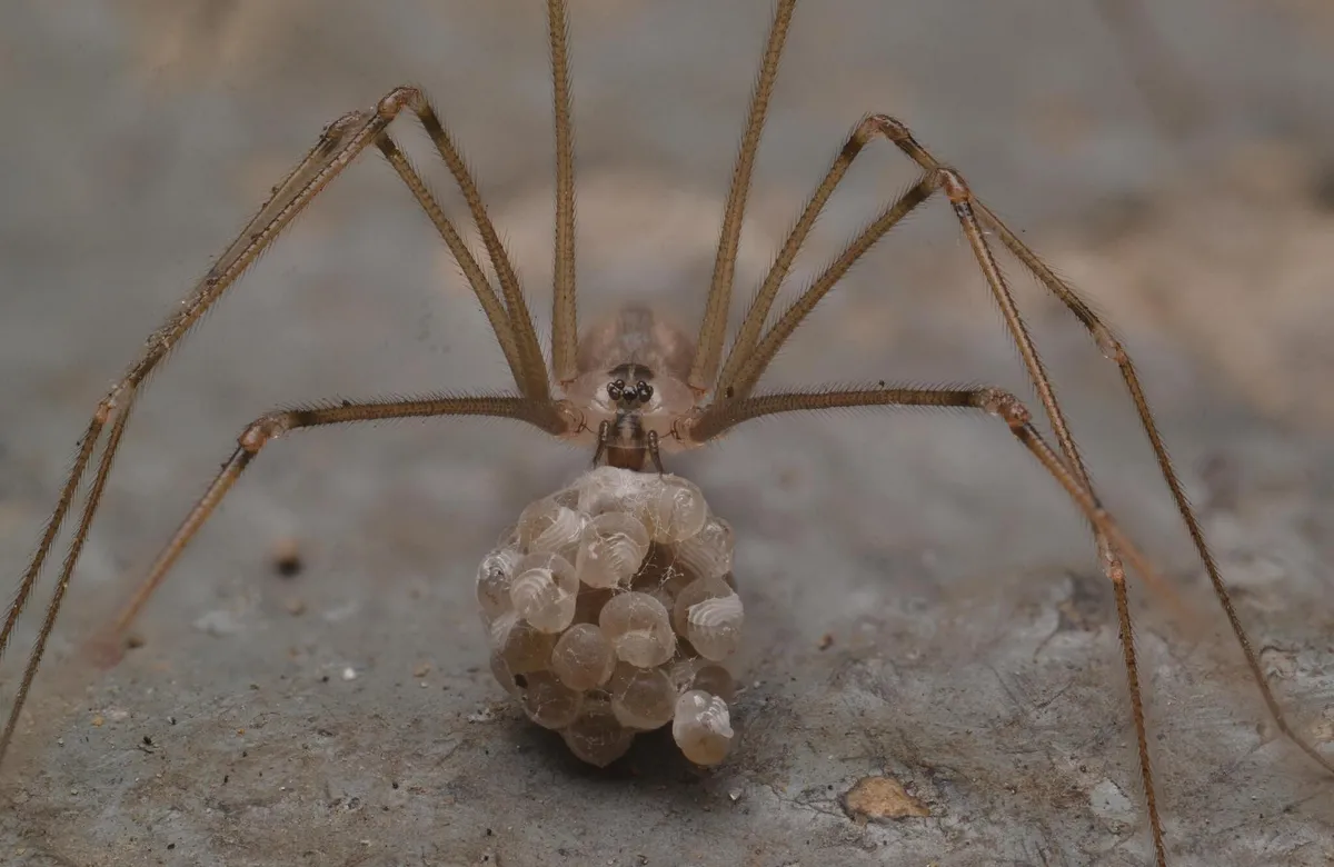 Long-legged pale cellar spider facing the camera, holding a round cluster of see-through eggs in its jaws on a gray surface