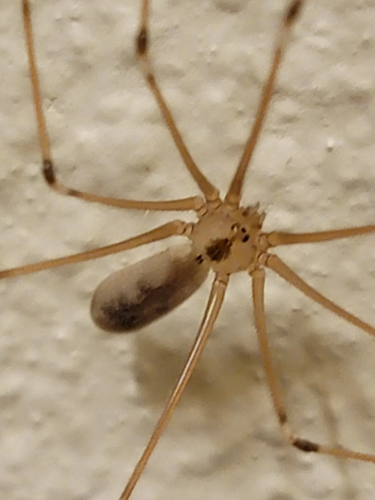 Long-bodied cellar spider on a white textured wall, with a small pale tan body, an elongated abdomen and very long, thin legs