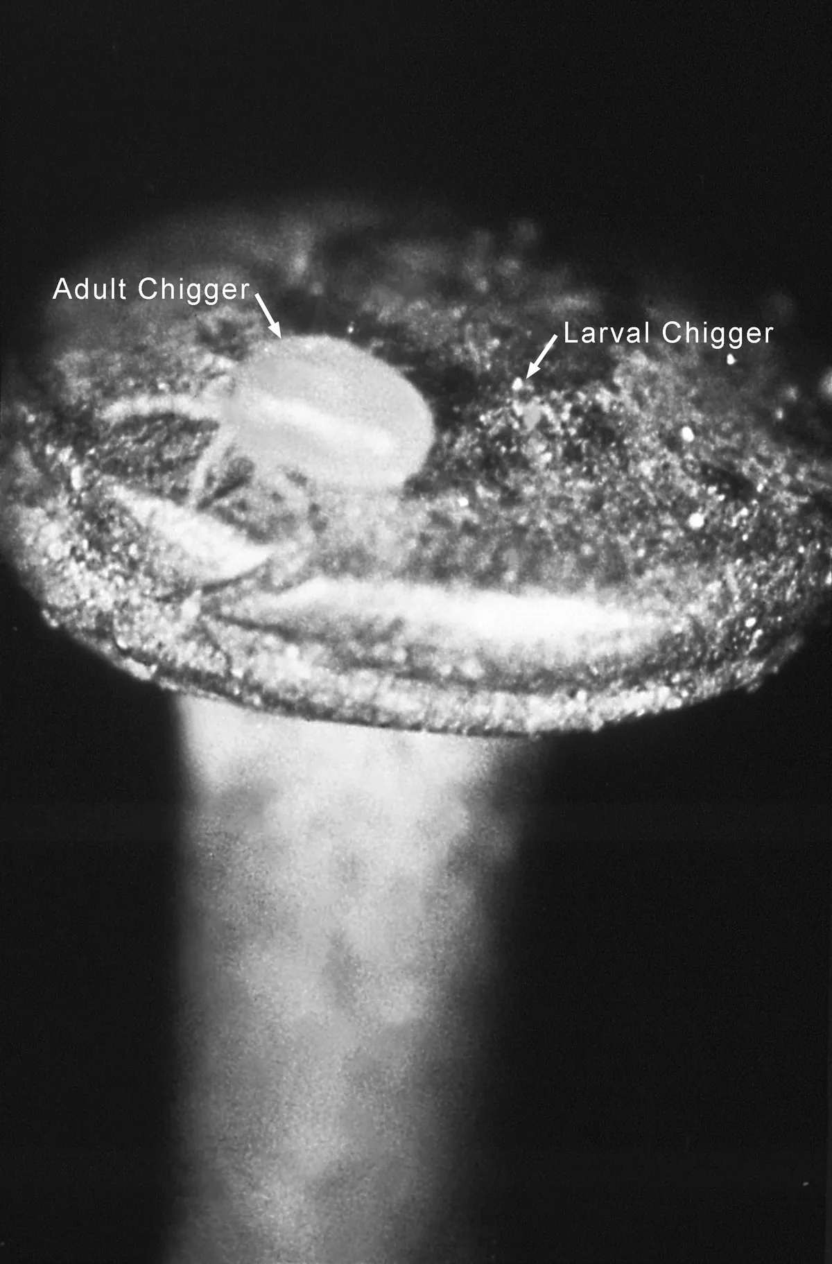 Black-and-white close-up of a pin head with an adult chigger mite and a far smaller larval chigger, each marked with an arrow and label
