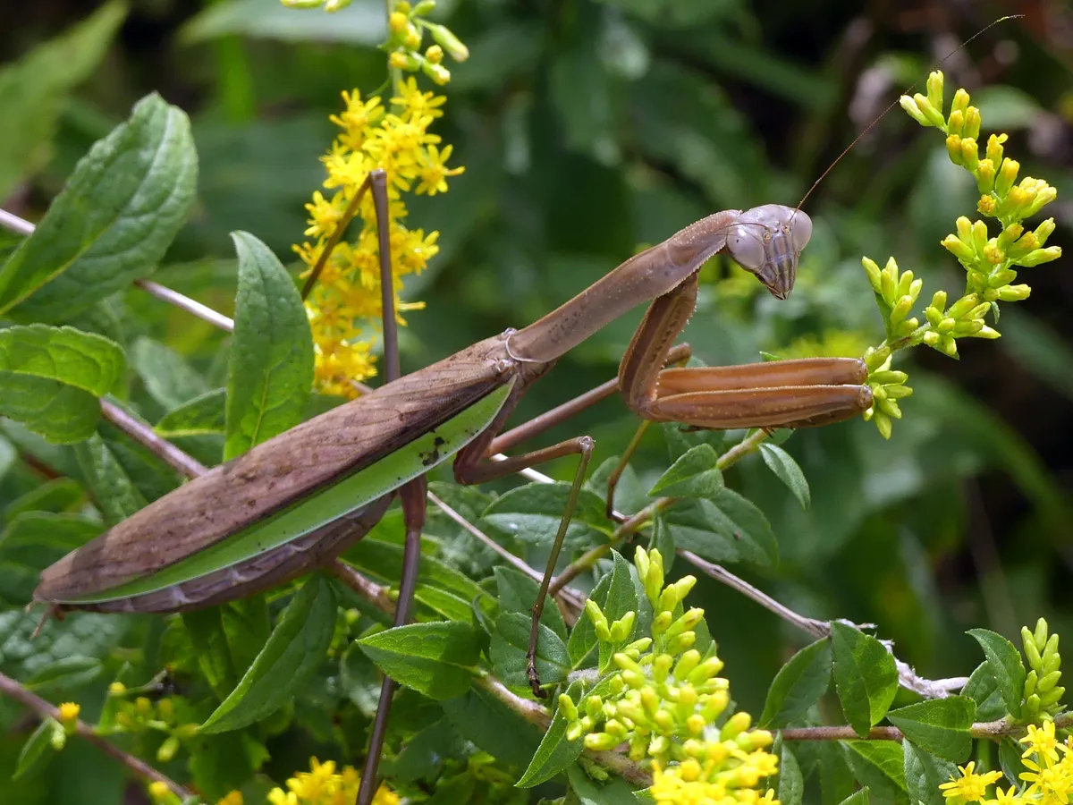 Brown Chinese mantis with a green edge along its folded wings perched among yellow goldenrod flowers, its triangular head turned and its spiny front legs folded