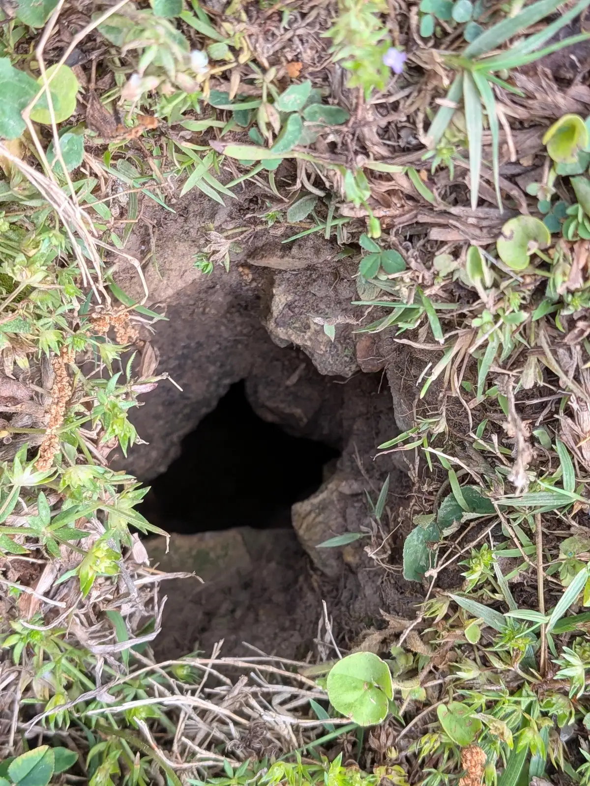 Round, dark burrow opening in a lawn of grass and clover with no loose soil piled around it