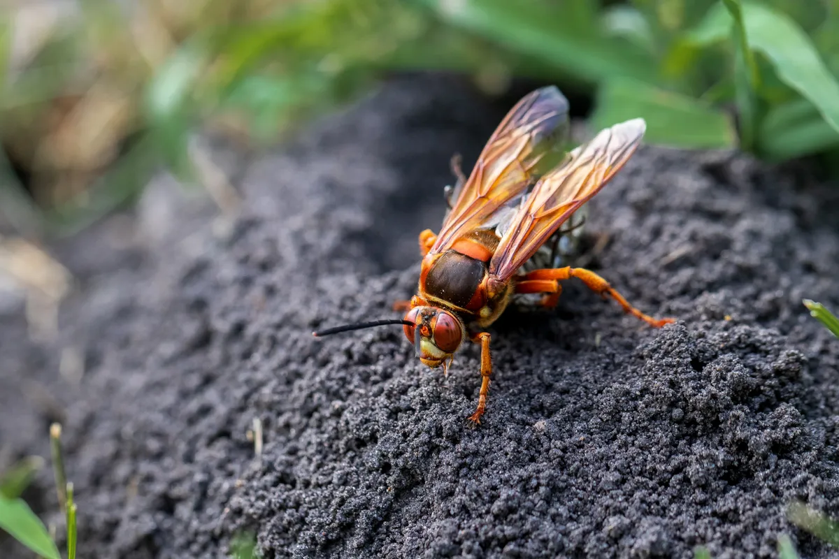 Large orange-and-black eastern cicada killer wasp standing on the mound of dark loose soil at its burrow