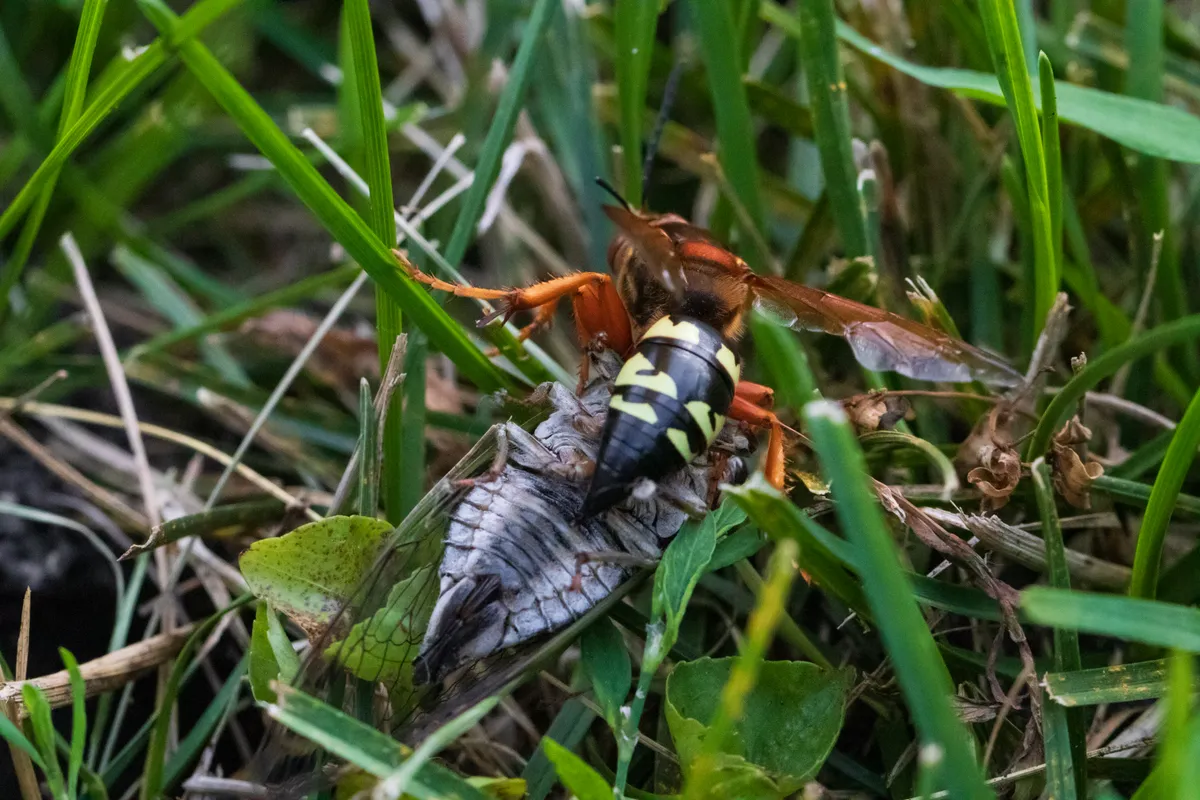 Eastern cicada killer wasp holding a cicada, seen from above