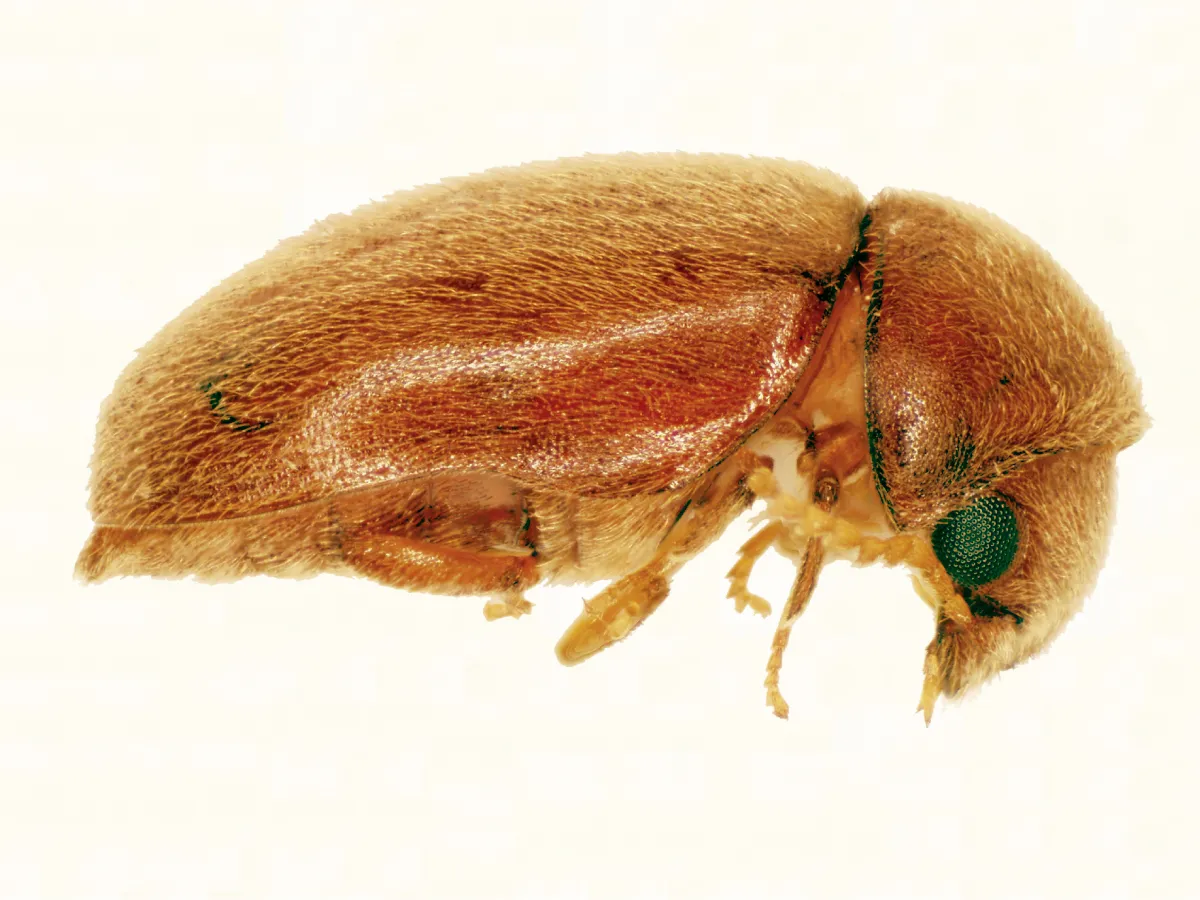 Side view of a small, oval, hairy, light reddish-brown beetle with its head tucked down beneath the front of its body, giving it a humped outline