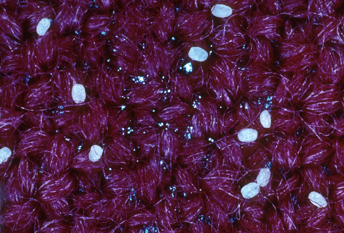 Pale oval clothes moth eggs among the loops of dark red knitted wool