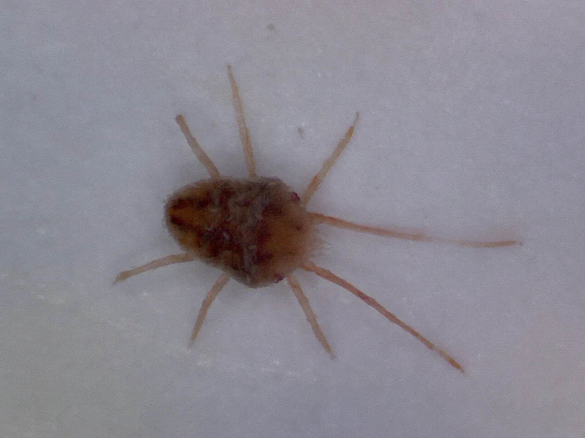 Reddish-brown clover mite with long, thin legs on a pale surface, seen under a microscope
