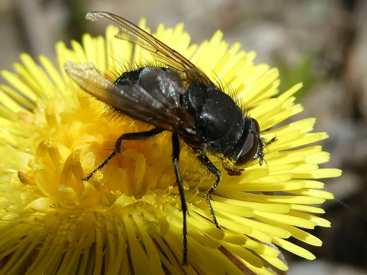 Cluster fly with a dark, bristly body and clear wings resting on a bright yellow flower