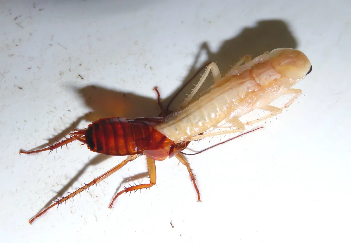 Cockroach halfway out of its old skin on a white surface, its pale cream head, legs and body pulling free of the reddish-brown skin still around its abdomen