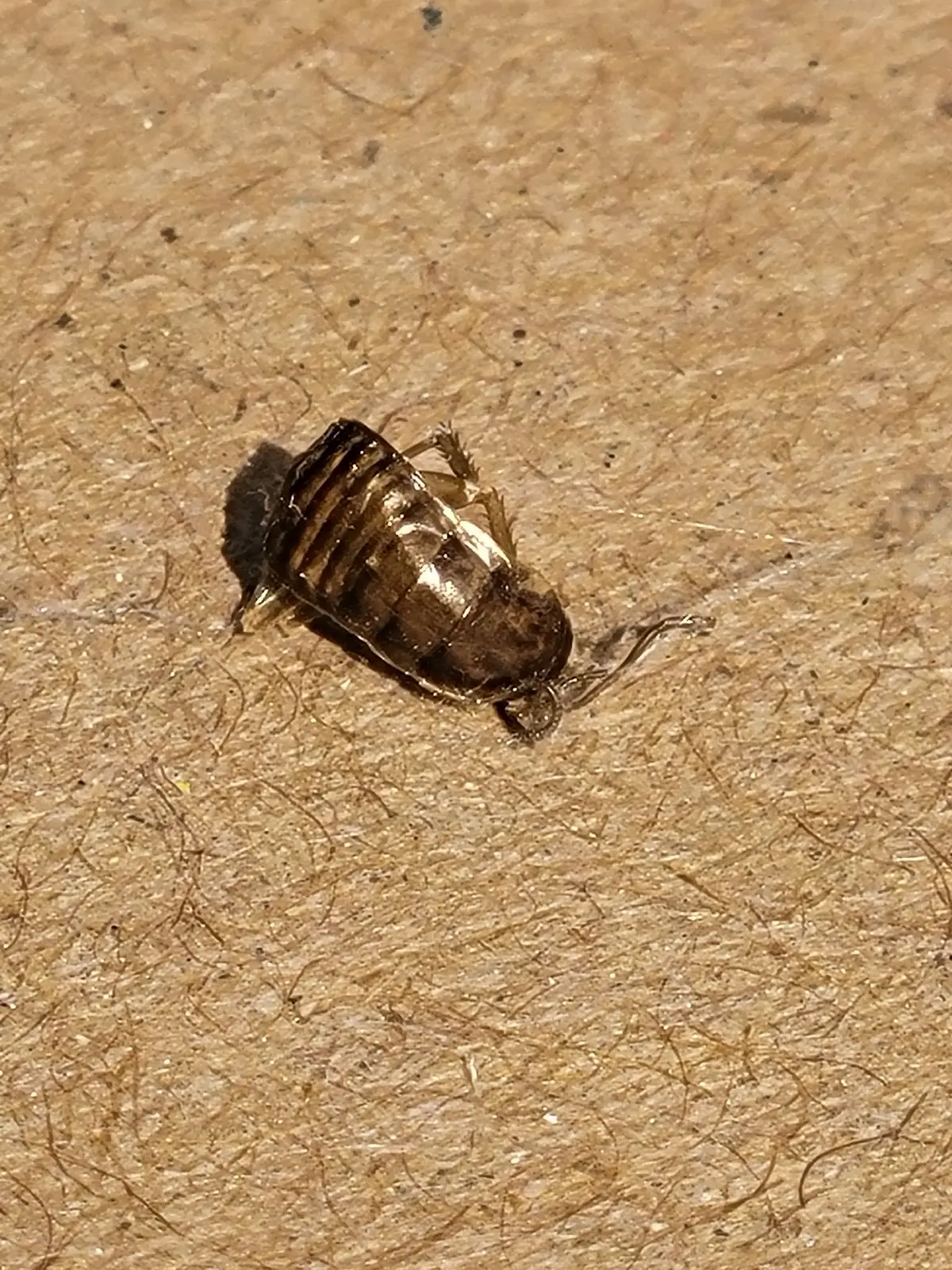 Empty, translucent amber-and-brown banded skin of a young cockroach, with the casings of its legs and antennae trailing from it, on brown cardboard