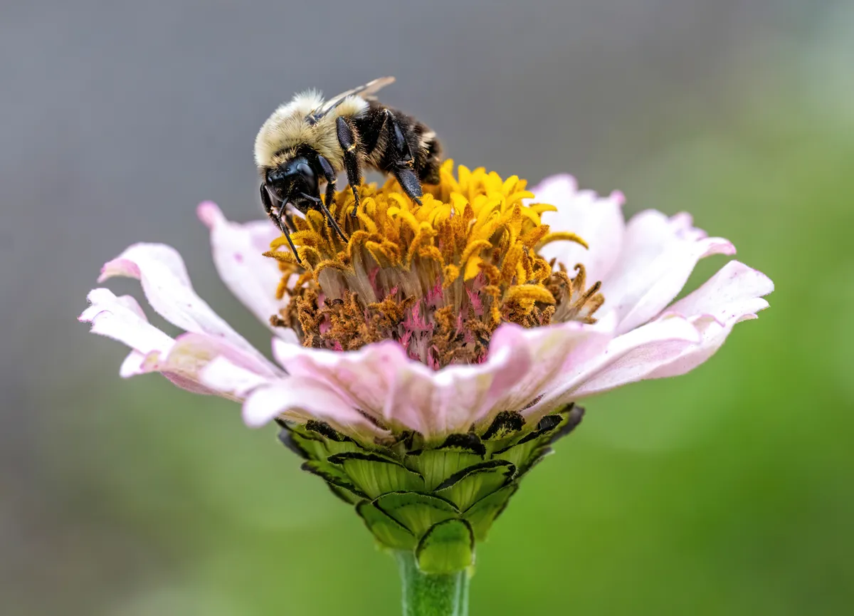 Fuzzy bumble bee with a pale yellow thorax and black legs feeding on the yellow center of a pale pink zinnia