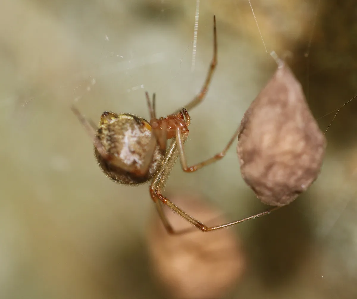 Common house spider with a mottled brown abdomen and orange-brown legs hanging in its web beside a brown, teardrop-shaped egg sac, with a second sac blurred below