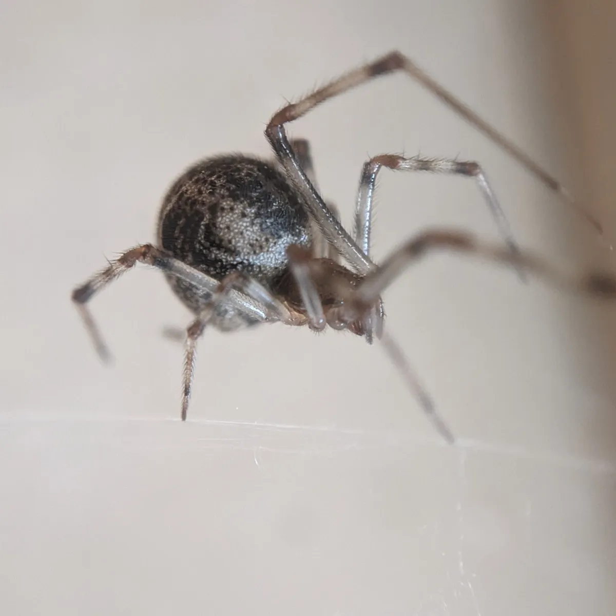Common house spider hanging in its web, with a round, black and gray mottled abdomen and pale legs ringed with dark bands at the joints
