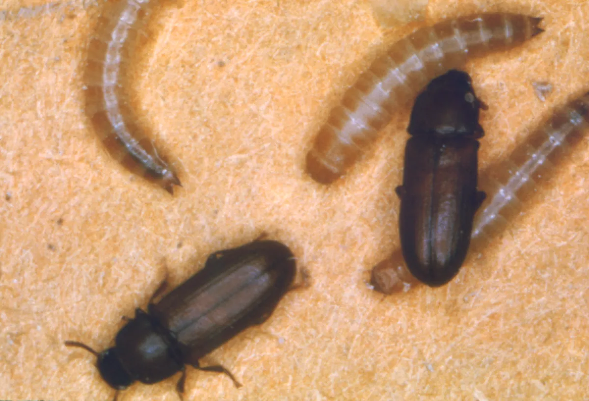 Two flat, dark reddish-brown confused flour beetles and three pale, segmented, wormlike larvae on a grainy tan surface