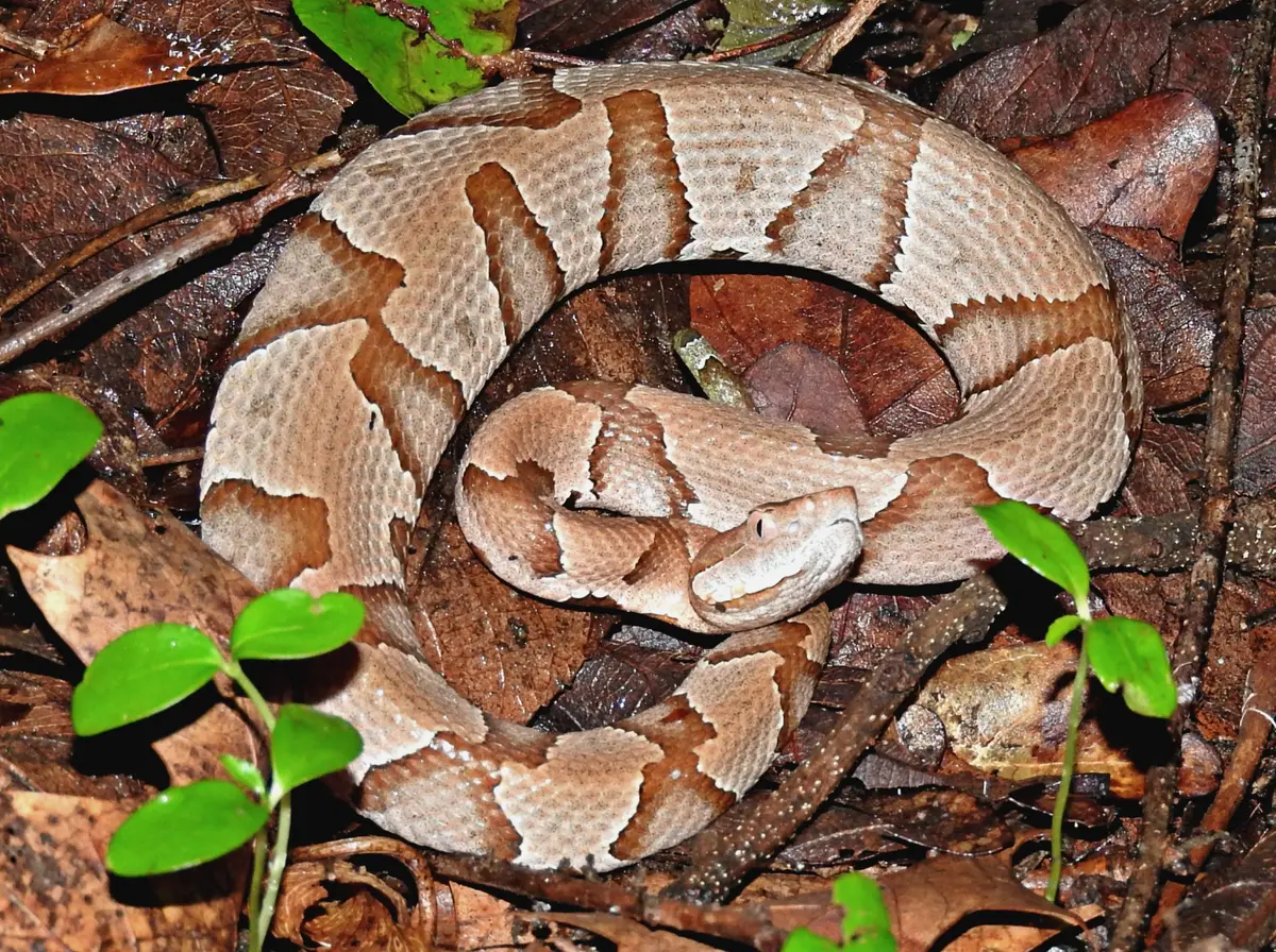 Copperhead coiled on brown fallen leaves, its pinkish-tan body crossed by darker hourglass-shaped bands that blend into the leaf litter