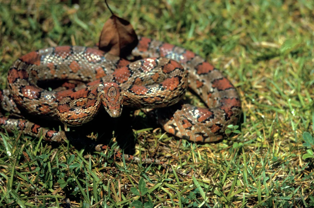 Corn snake coiled on green grass facing the camera, its gray-brown body covered in reddish-brown blotches edged in black