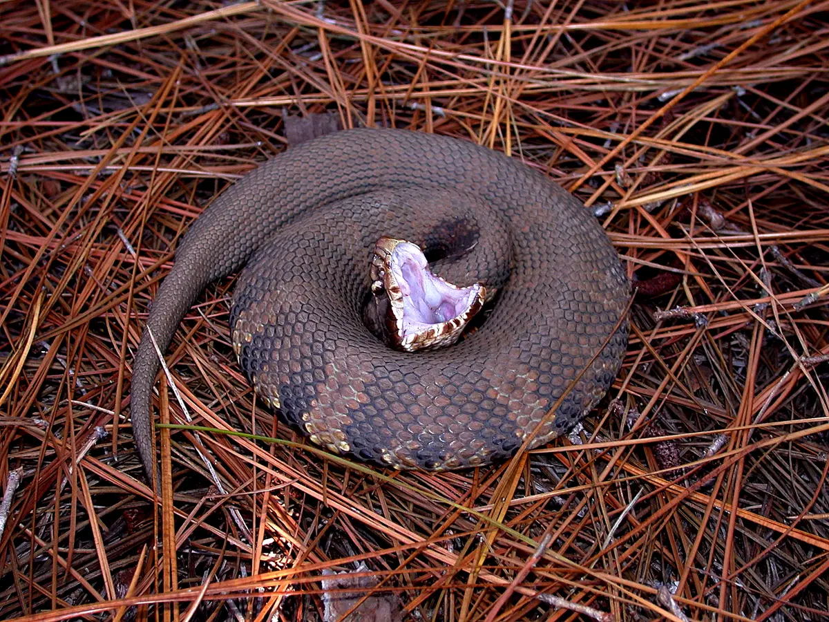 Dark brown cottonmouth coiled on orange pine needles with its mouth gaping open to show the white interior