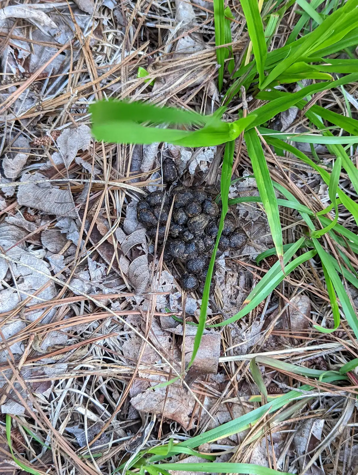 A small heap of round, dark rabbit pellets in pine needles and grass