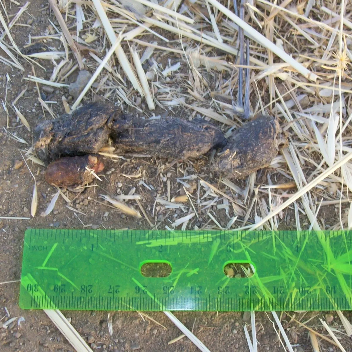 Brown, twisted coyote scat with hair and a few seeds on dry grass and soil beside a green ruler