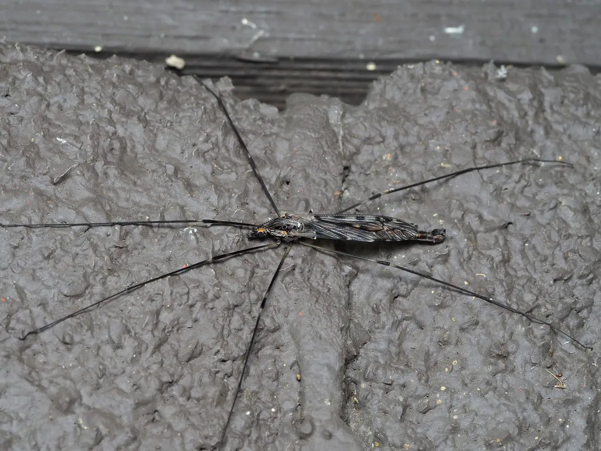 Giant crane fly with a long, slender body, smoky folded wings and very long, thin legs on a gray textured surface