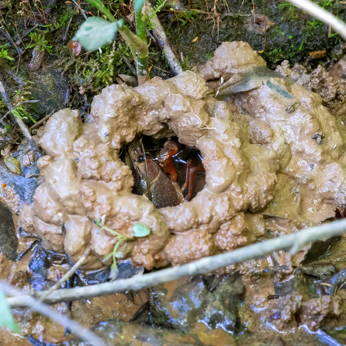 Ring-shaped tower of wet mud balls around a burrow opening, with a reddish crayfish visible inside the hole