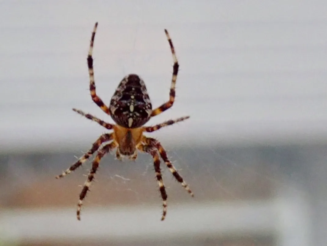 Cross orb weaver hanging in its web, seen from below, with a dark patterned abdomen and legs banded dark brown and pale, gray house siding and a window frame blurred behind