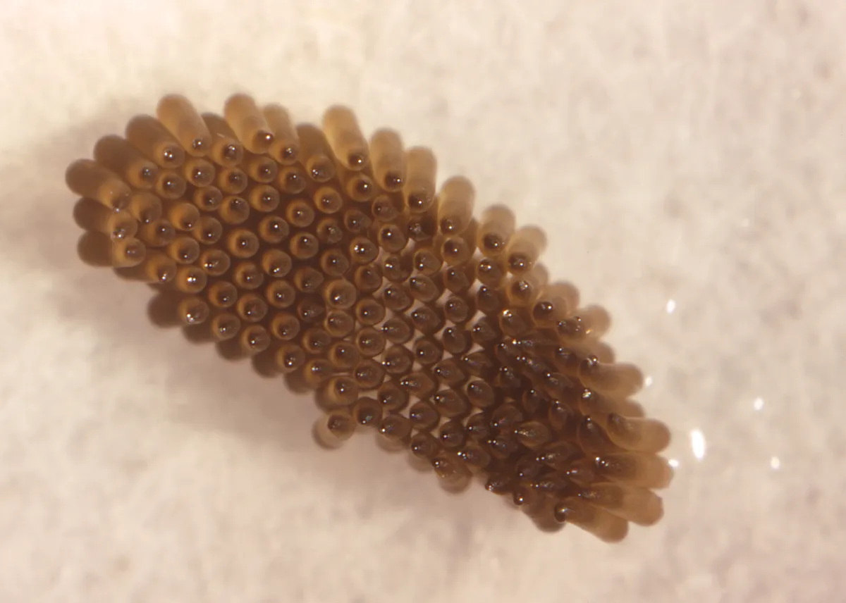 A mosquito egg raft close up: many brown eggs packed together side by side