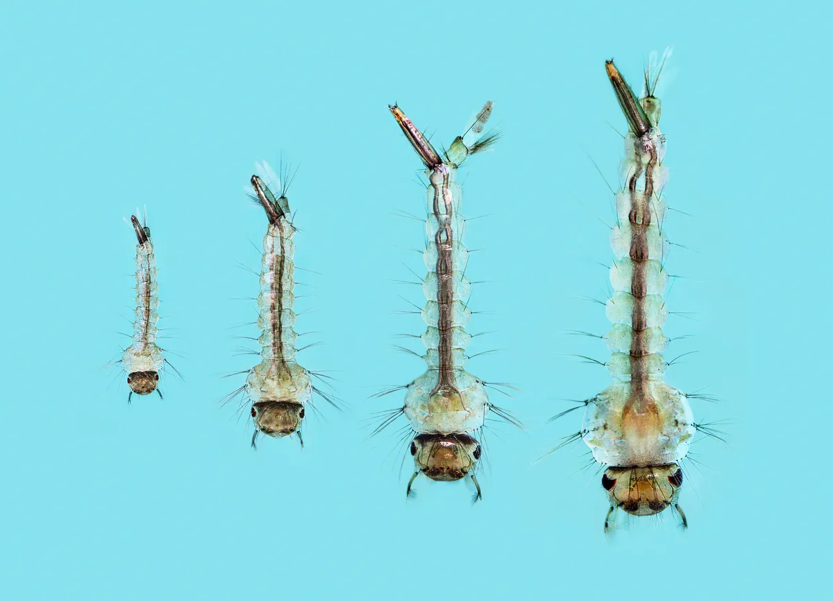 Four mosquito larvae of increasing size, each head-down with its breathing siphon pointing up
