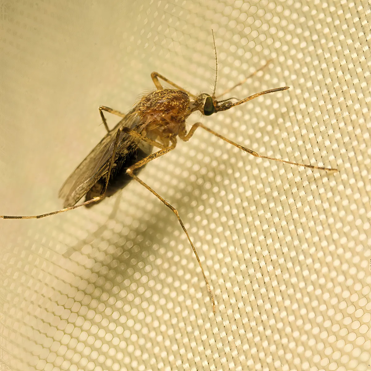Mosquitoes