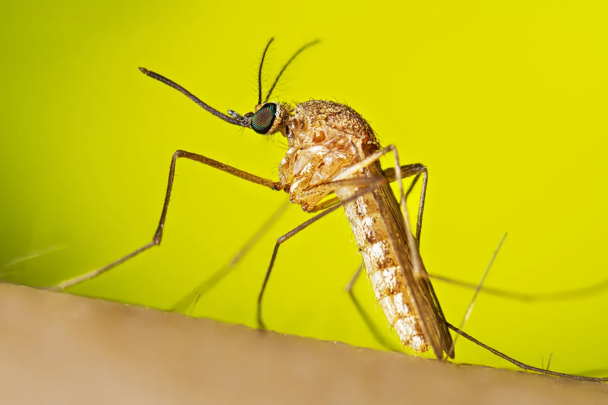Brown southern house mosquito with long legs and a long beak, standing on skin against a yellow background