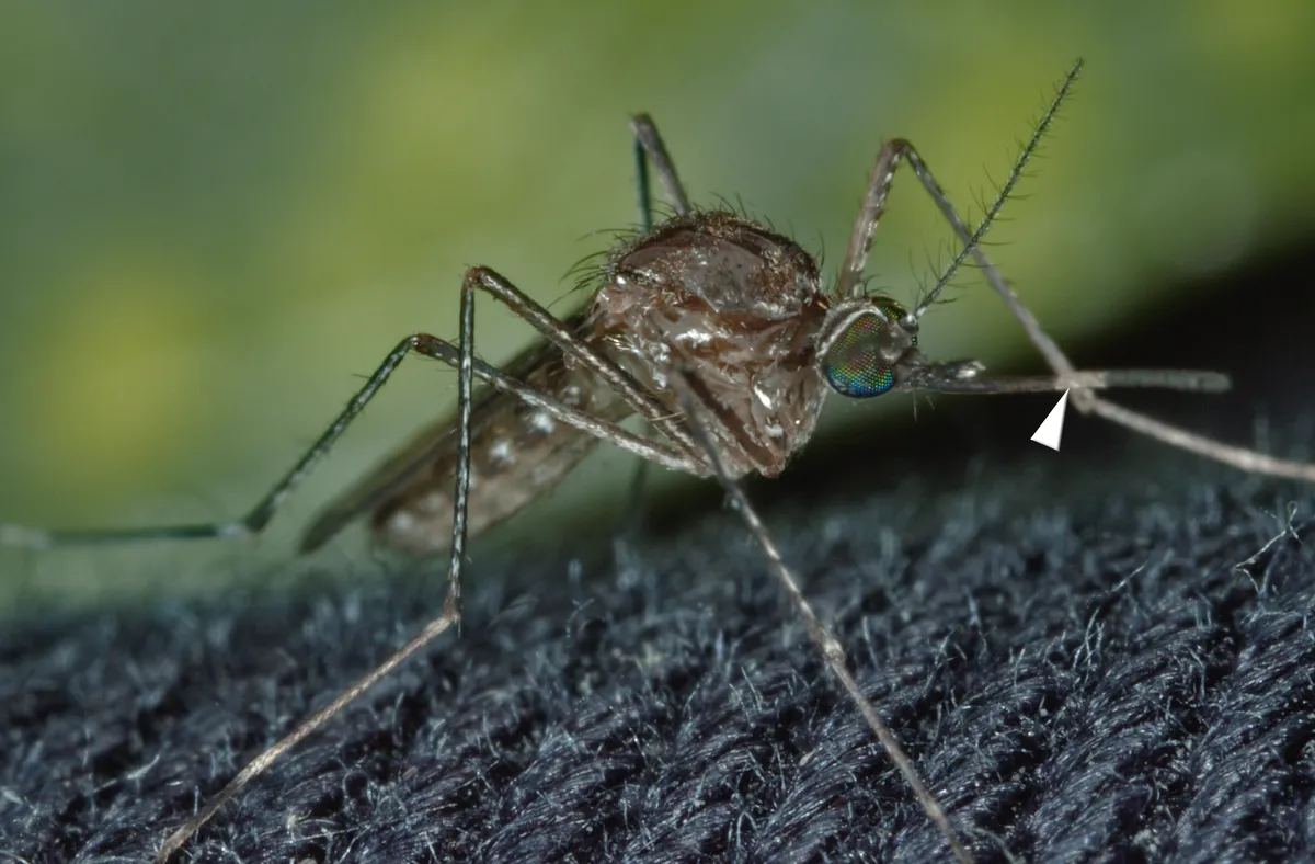 Female Culex tarsalis mosquito resting on fabric