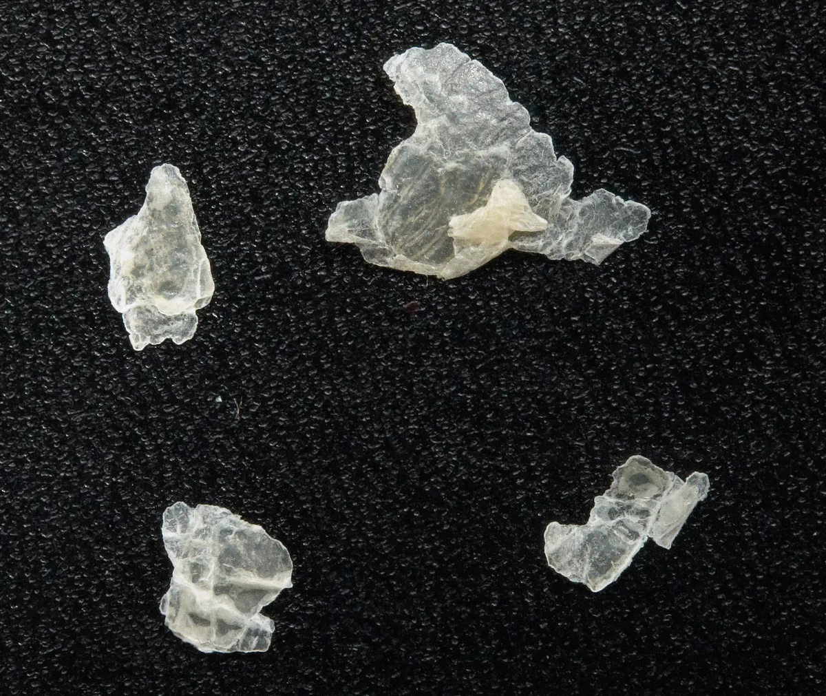 Four translucent, irregular, flat flakes of dead skin on black fabric, seen close up
