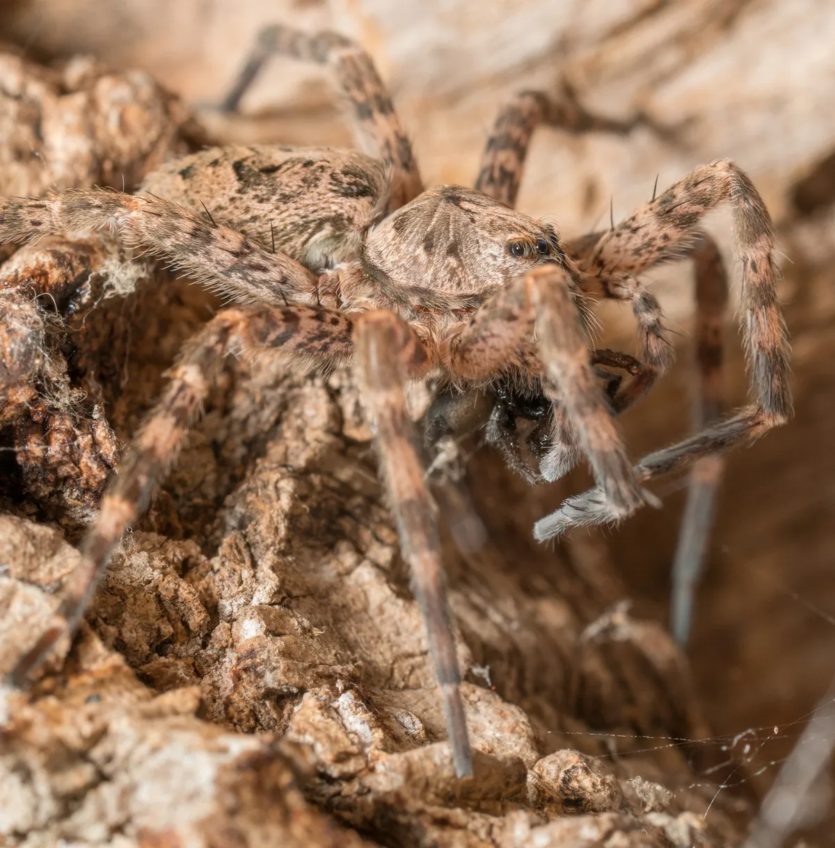 Dark fishing spider on rough, crumbly wood or bark, a large mottled brown and tan spider with long, banded, hairy legs