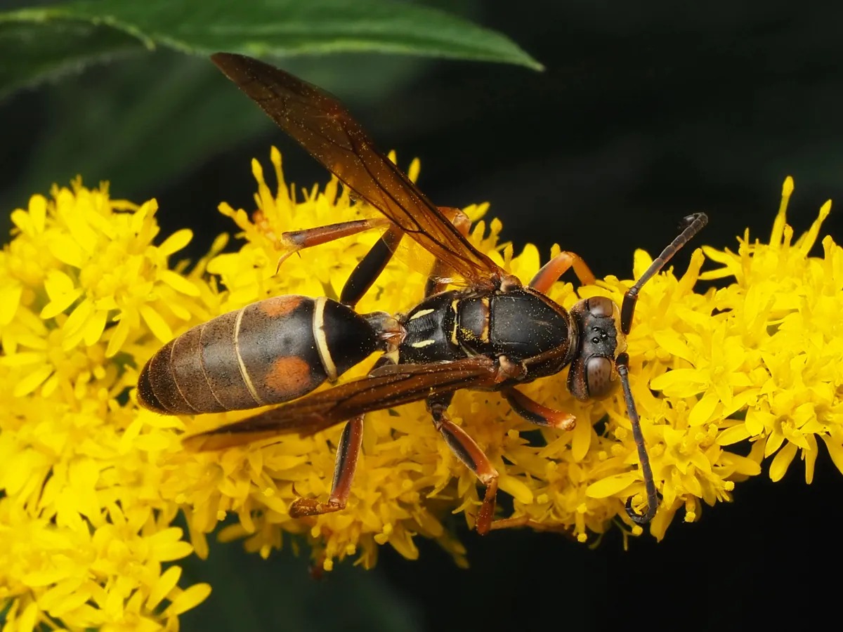 Dark brown paper wasp with reddish legs, two rusty spots and thin pale bands on its abdomen, and smoky brown wings, on yellow goldenrod flowers