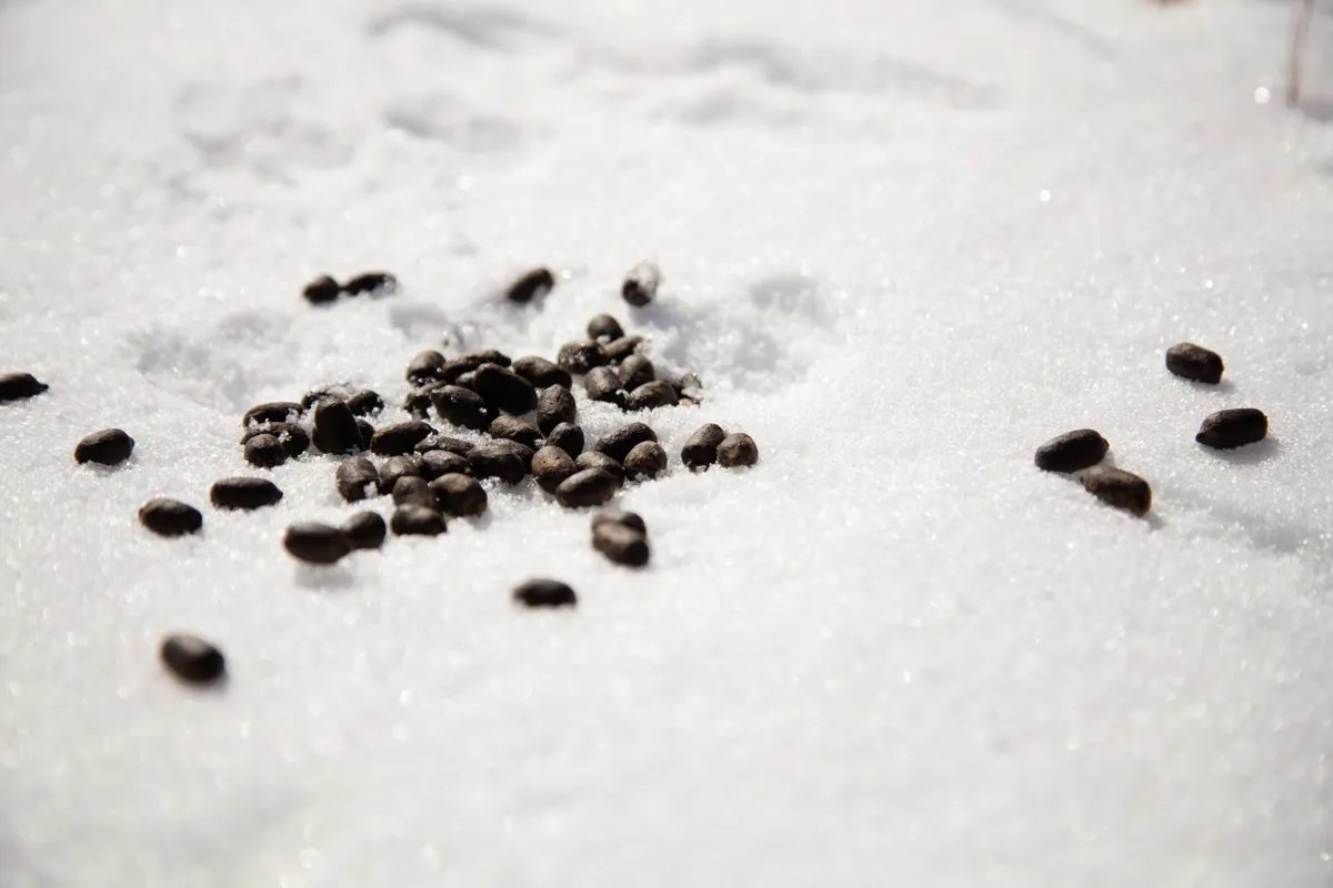 A scatter of dark, oval deer pellets on clean white snow, some in a loose cluster and others spread apart
