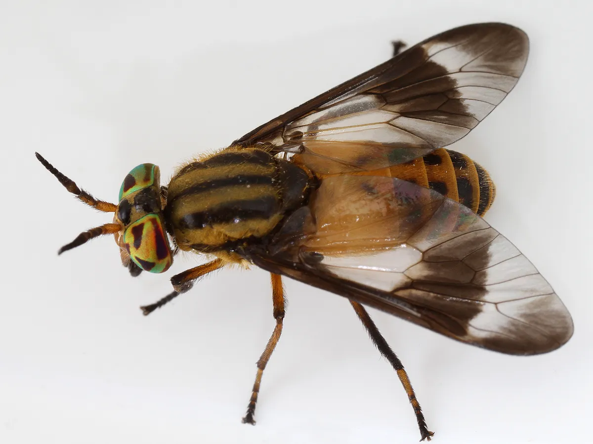 Deer flies
