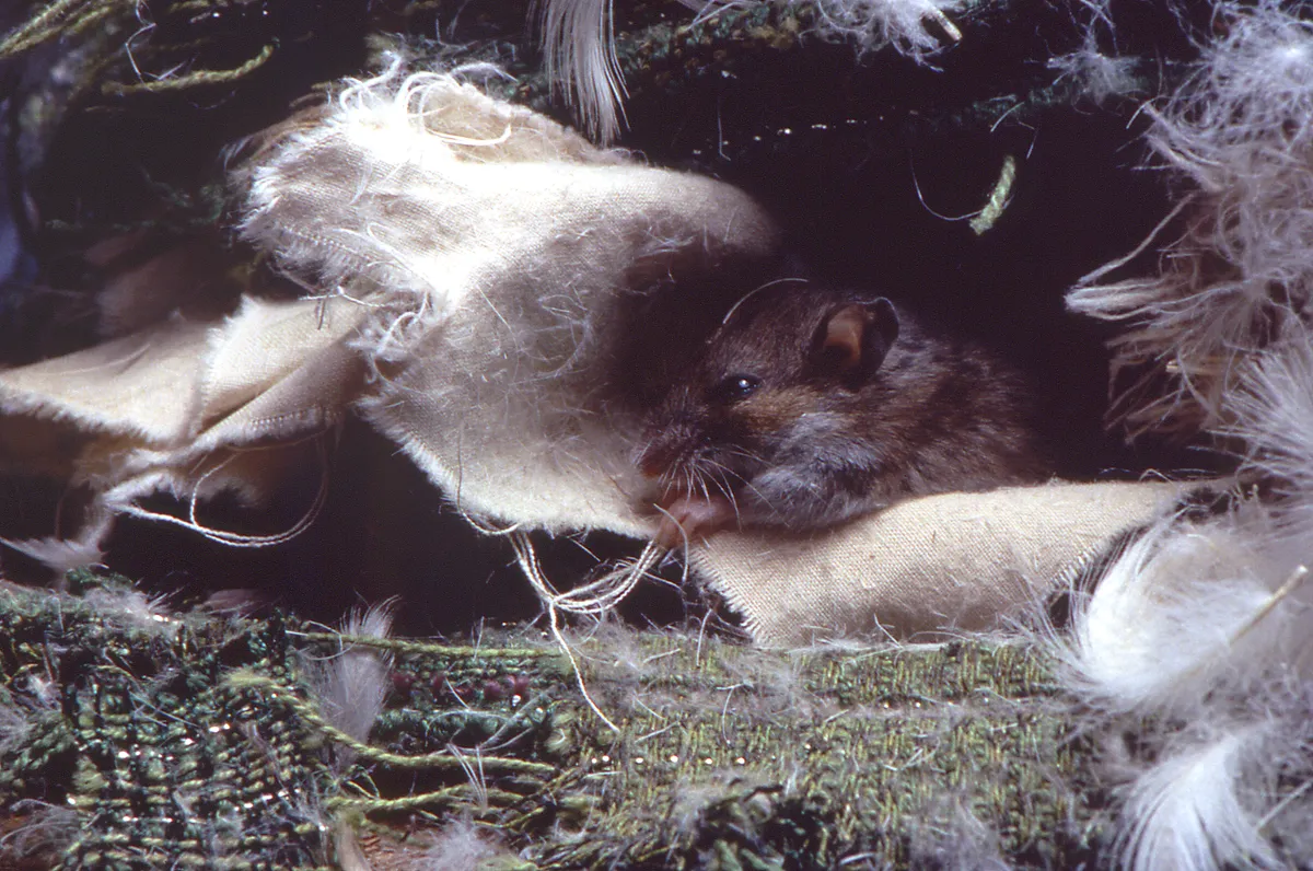 Deer mouse with large dark eyes and ears peering out of a nest of torn cream-colored fabric, green woven cloth and white feathers