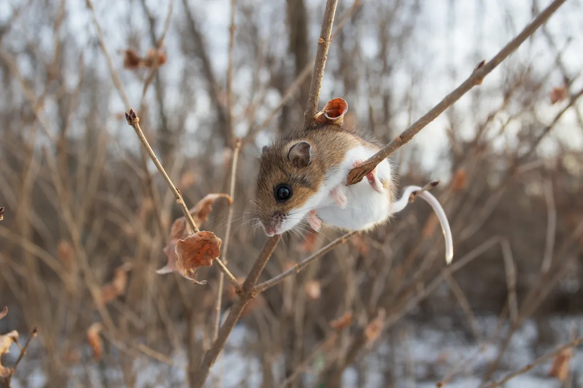 Deer mouse with a brown back, white belly and two-tone tail clinging to a bare twig in winter