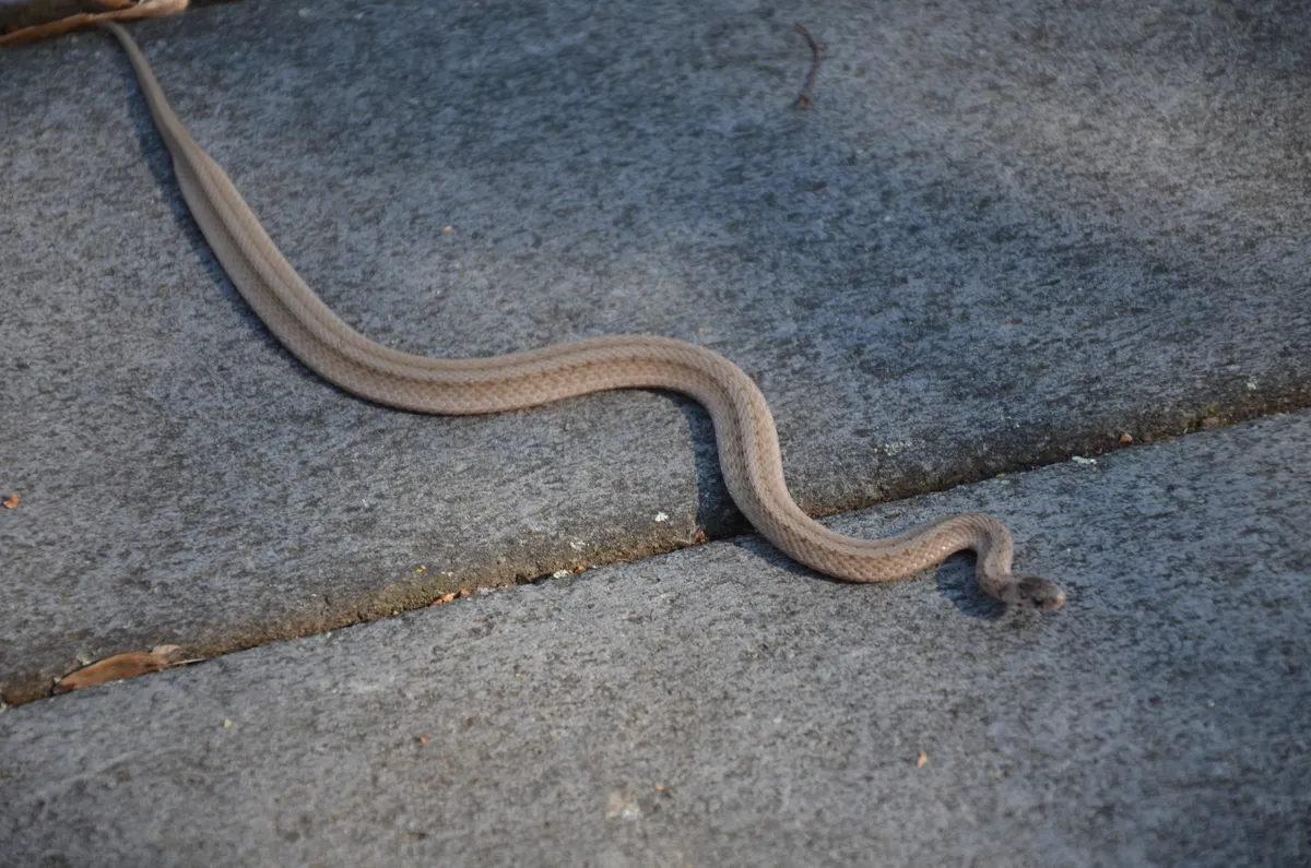 Small, slender light-brown snake crossing two gray stone steps, with no bands or blotches visible from a distance