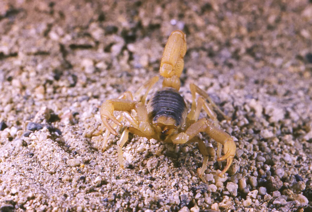 Yellow desert hairy scorpion facing the camera on gravelly desert ground, pincers spread and tail raised over its back